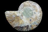 Agatized Ammonite Fossil (Half) #78406-1